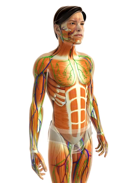 Mužské svaly anatomie — Stock fotografie