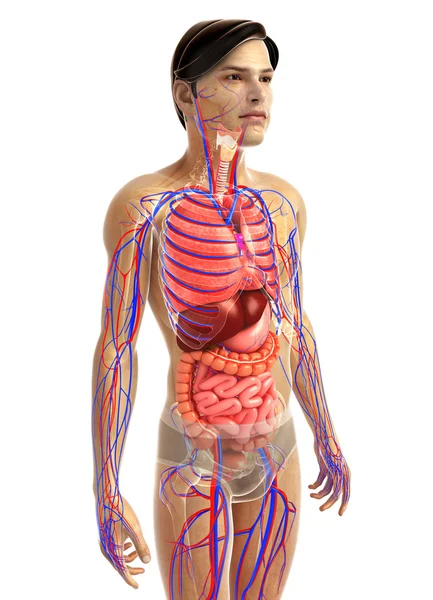 İnsan sindirim sistemi