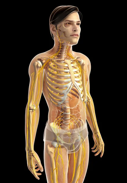 İnsan sinir sistemi sanat