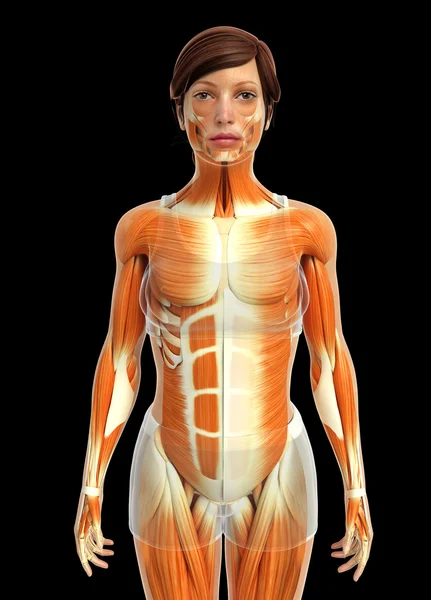 Vrouwelijke spieren anatomie — Stockfoto