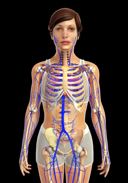 Vrouwelijke hart anatomie — Stockfoto