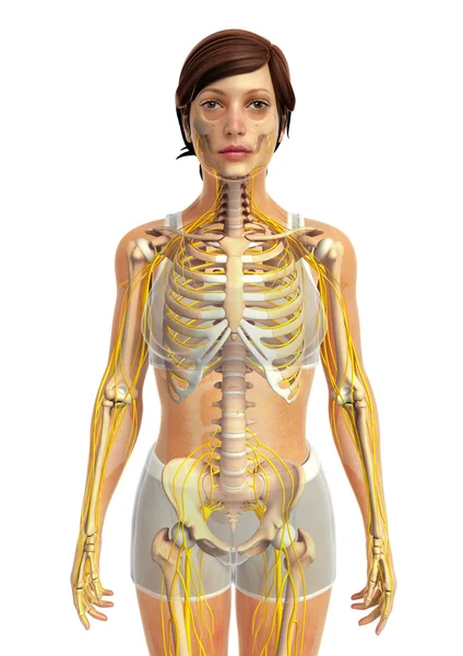 İnsan sinir sistemi sanat