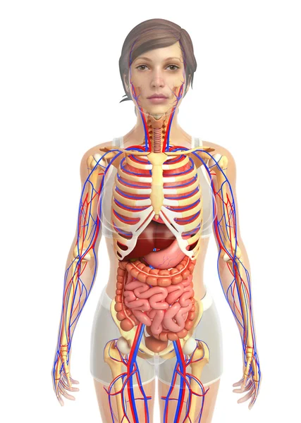 Sistema digestivo humano — Fotografia de Stock