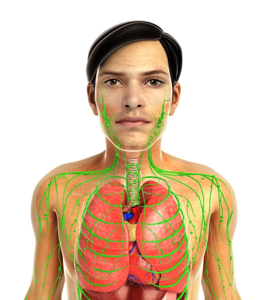 insan solunum sistemi