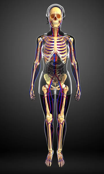 Weiblicher Skelettkreislauf — Stockfoto