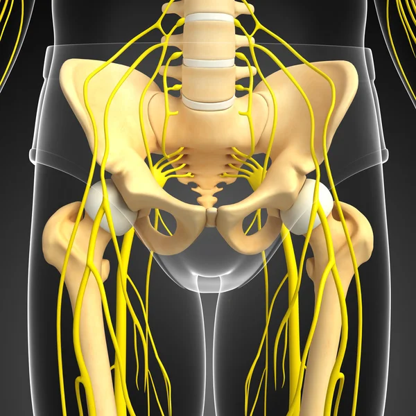 Ilustración del sistema pélvico y nervioso — Foto de Stock