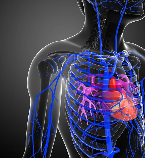 Vrouwelijke hart anatomie — Stockfoto