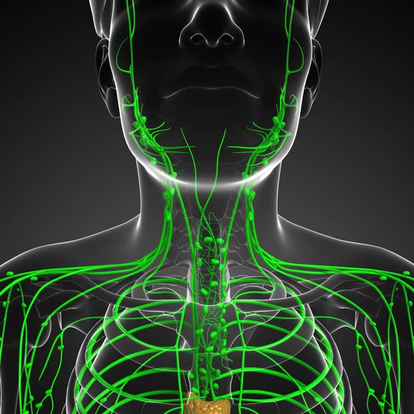 Sistema linfático del cuerpo masculino — Foto de Stock
