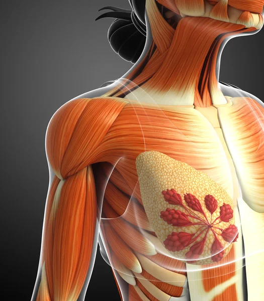Anatomia kobiety mięśnie — Zdjęcie stockowe