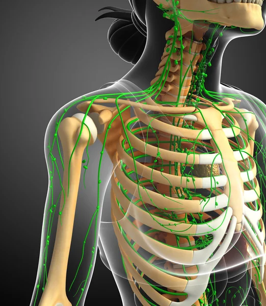 Lenfatik sistem kadın iskelet sanat