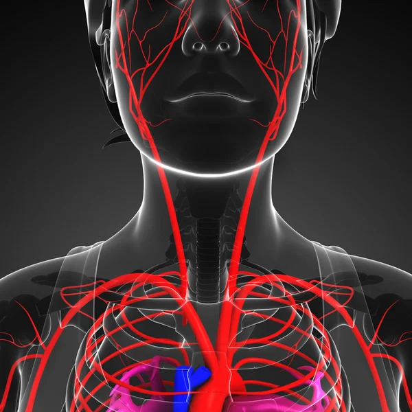 Kvinnliga arteriella systemet — Stockfoto