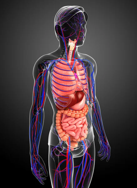 Sistema digestivo y circulatorio del cuerpo masculino — Foto de Stock