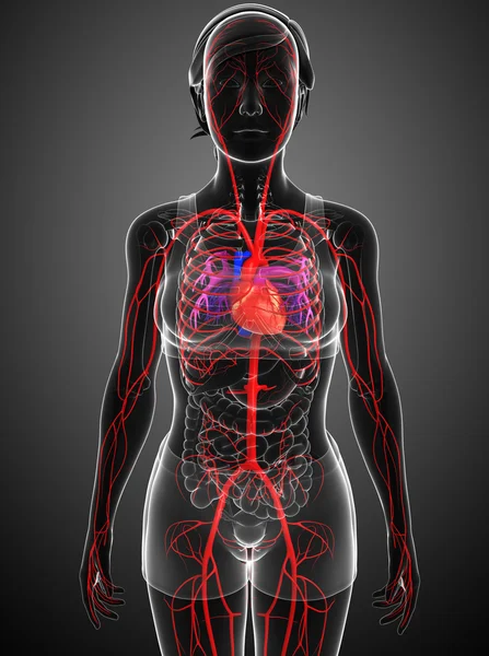 Female arterial system — Stock Photo, Image