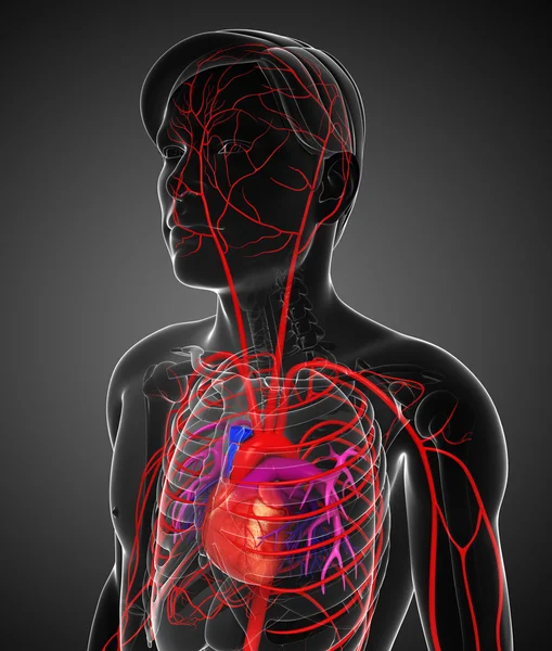 Erkek Arteryel sistemi — Stok fotoğraf
