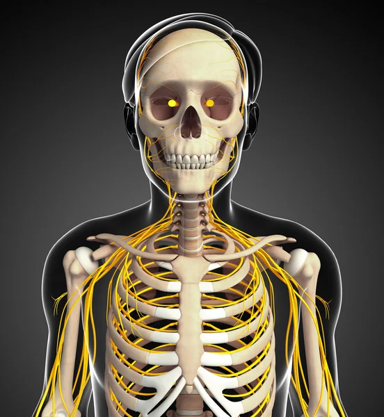 Erkek göğüs kafesi ve sinir sistemi sanat