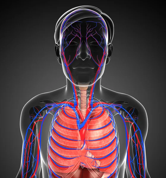 erkek solunum sistemi