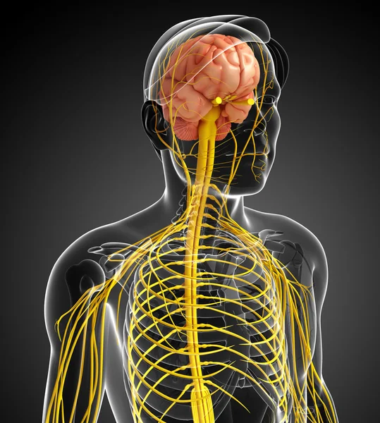 Male nervous system artwork — Stock Photo, Image