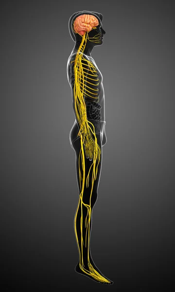 Male nervous system artwork — Stock Photo, Image