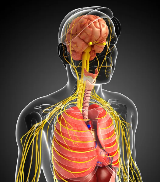男性身体的神经系统和消化系统的图稿 — 图库照片