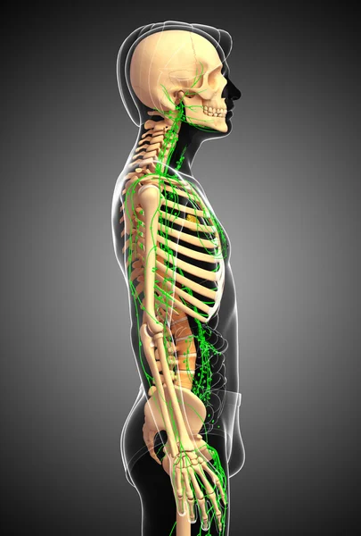 Lenfatik sistem erkek iskelet sanat