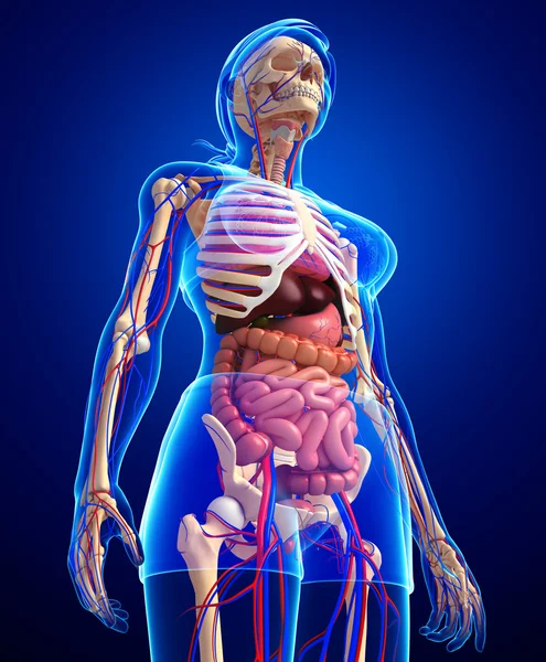Sistema scheletrico, digestivo e circolatorio femminile — Foto Stock