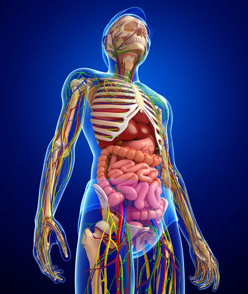 Lymfatisch, skelet, nerveus en bloedsomloop van mannelijke anat — Stockfoto