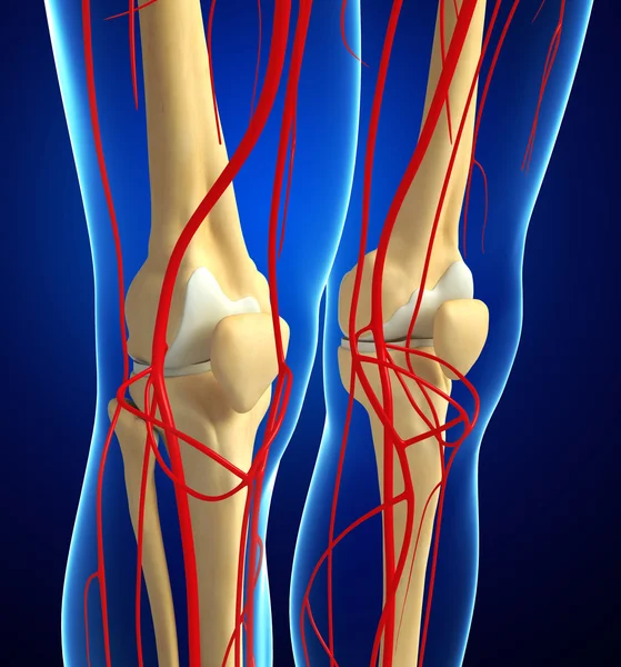 Sistema arterial de rodilla humana — Foto de Stock
