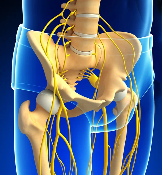 Nervous system of pelvic skeleton artwork — Stock Photo, Image