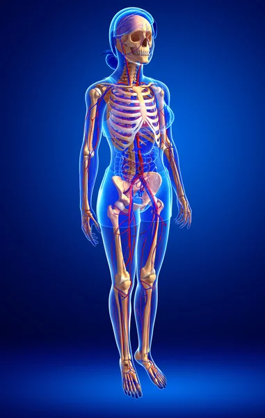 Sistema circolatorio scheletrico femminile — Foto Stock