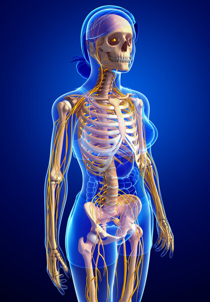Nervous system and female skeleton artwork