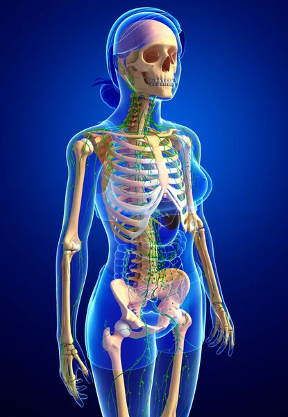 Lymphsystem des weiblichen Skeletts — Stockfoto