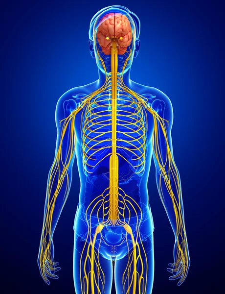 Erkek sinir sistemi sanat