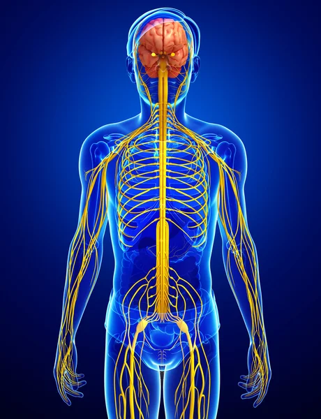 Męski układ nerwowy grafika — Zdjęcie stockowe