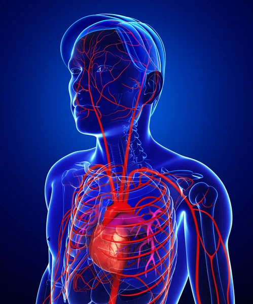 Male arterial system — Stock Photo, Image