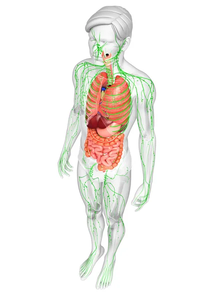 Sistema linfatico e digestivo di opere d'arte corpo maschile — Foto Stock