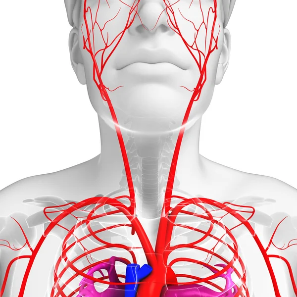 Sistema arterioso maschile — Foto Stock