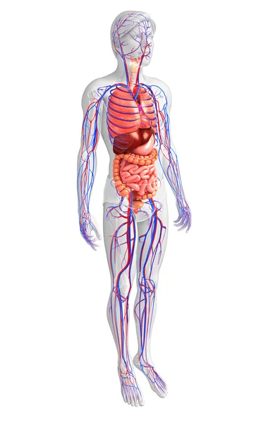 消化和循环系统的男性身体 — 图库照片