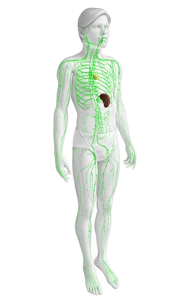 Lymphsystem des männlichen Körpers — Stockfoto