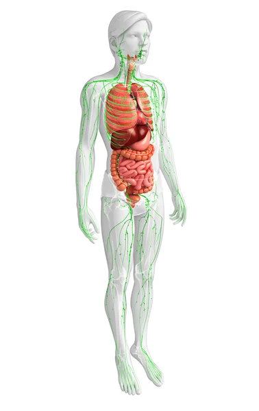リンパと芸術家の男性の体の消化器系 — ストック写真