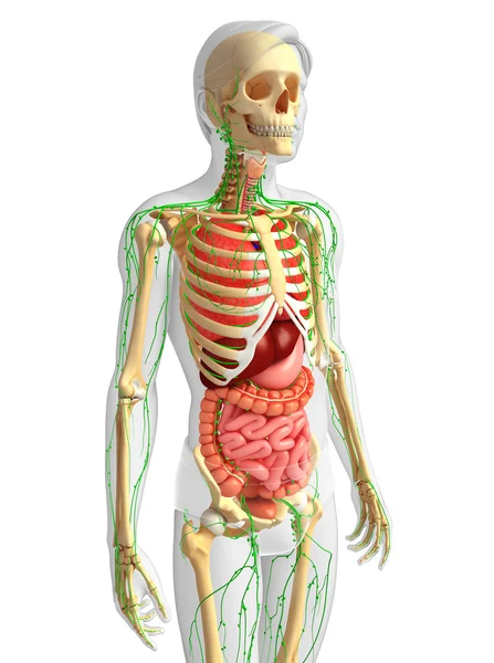 Lymph-, Skelett- und Verdauungssystem männlicher Körperkunstwerke — Stockfoto