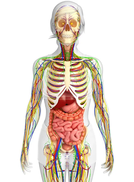 Lymph-, Skelett-, Nerven- und Kreislaufsystem der weiblichen Bo — Stockfoto