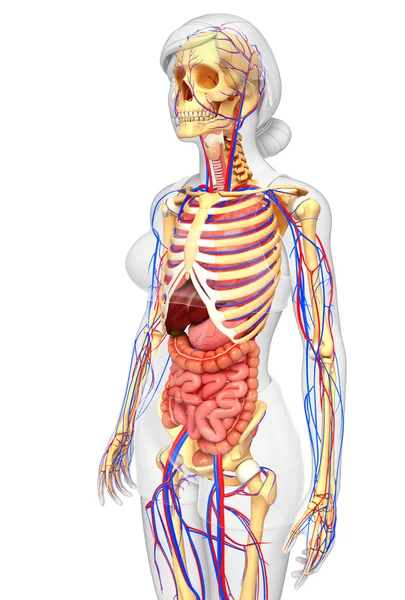 Kvinnliga skelett, mag och cirkulationssystemet — Stockfoto