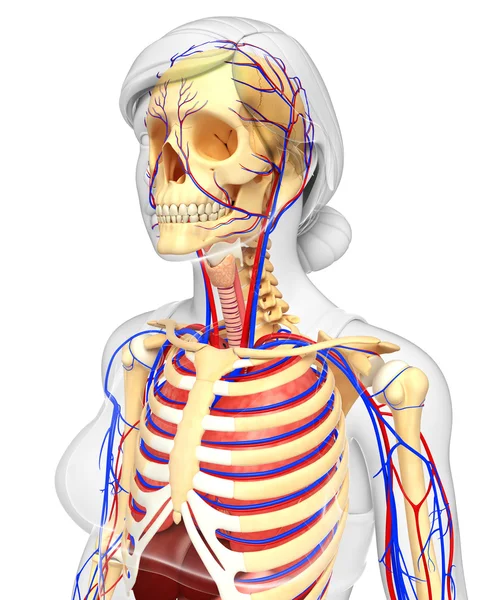 Kvinnliga skelett och cirkulationssystemet — Stockfoto
