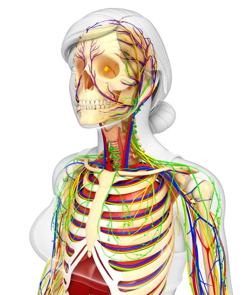 Lenfatik, iskelet, sinir ve dolaşım sistemi kadın Bo