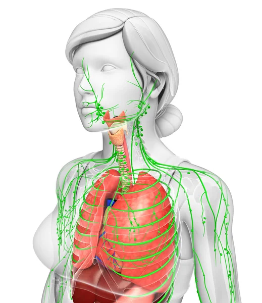 Lenfatik ve sindirim sistemi kadın bedeni sanat