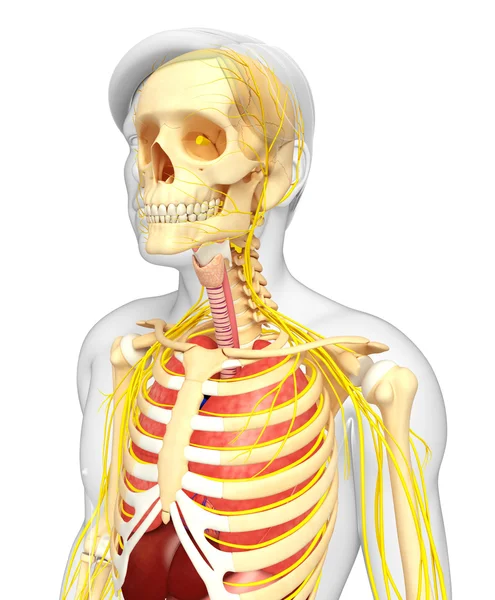 Erkek iskelet sinir ve sindirim sistemi resimler