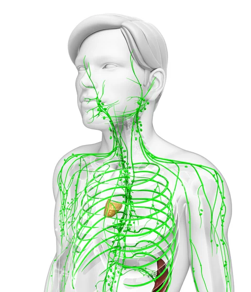 Λεμφικό σύστημα του ανδρικού σώματος — Φωτογραφία Αρχείου