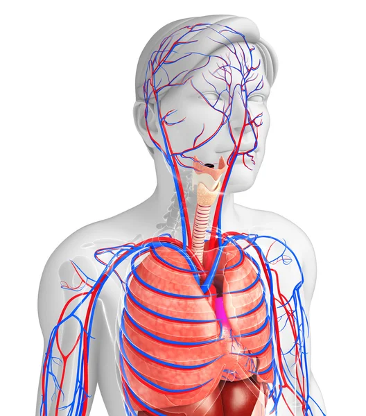 Sistema respiratorio masculino — Foto de Stock