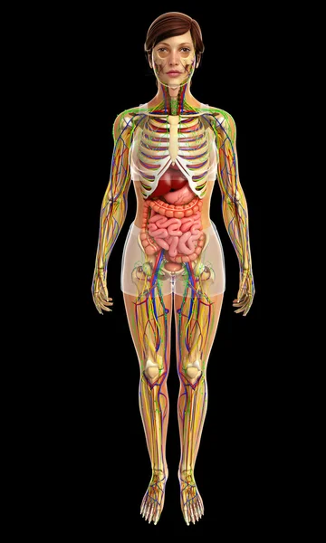Human digestive system — Stock Photo, Image