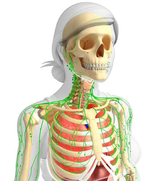 Lymphatic and respiratory system of female body artwork — Stock Image Lymphatic and respiratory system of female body artwork Stock Photo